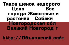 Такса щенок недорого › Цена ­ 15 000 - Все города Животные и растения » Собаки   . Новгородская обл.,Великий Новгород г.